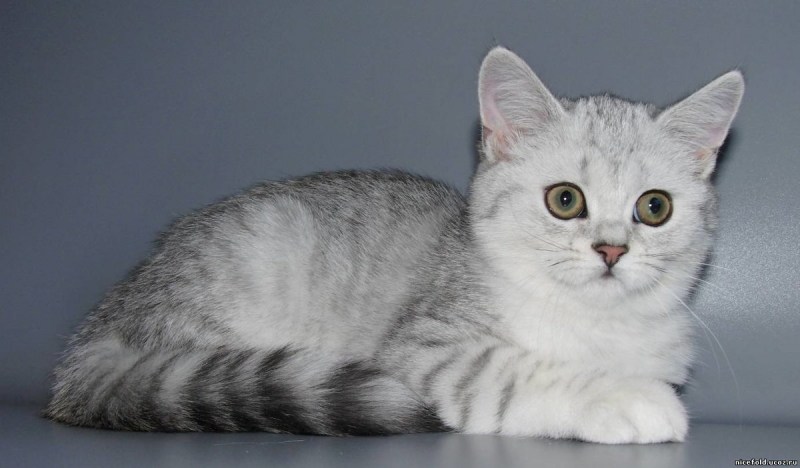 Скоттиш-страйт Шотландская прямоухая кошка