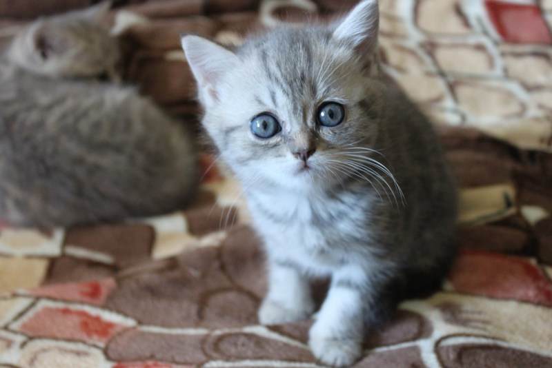 Скоттиш страйт