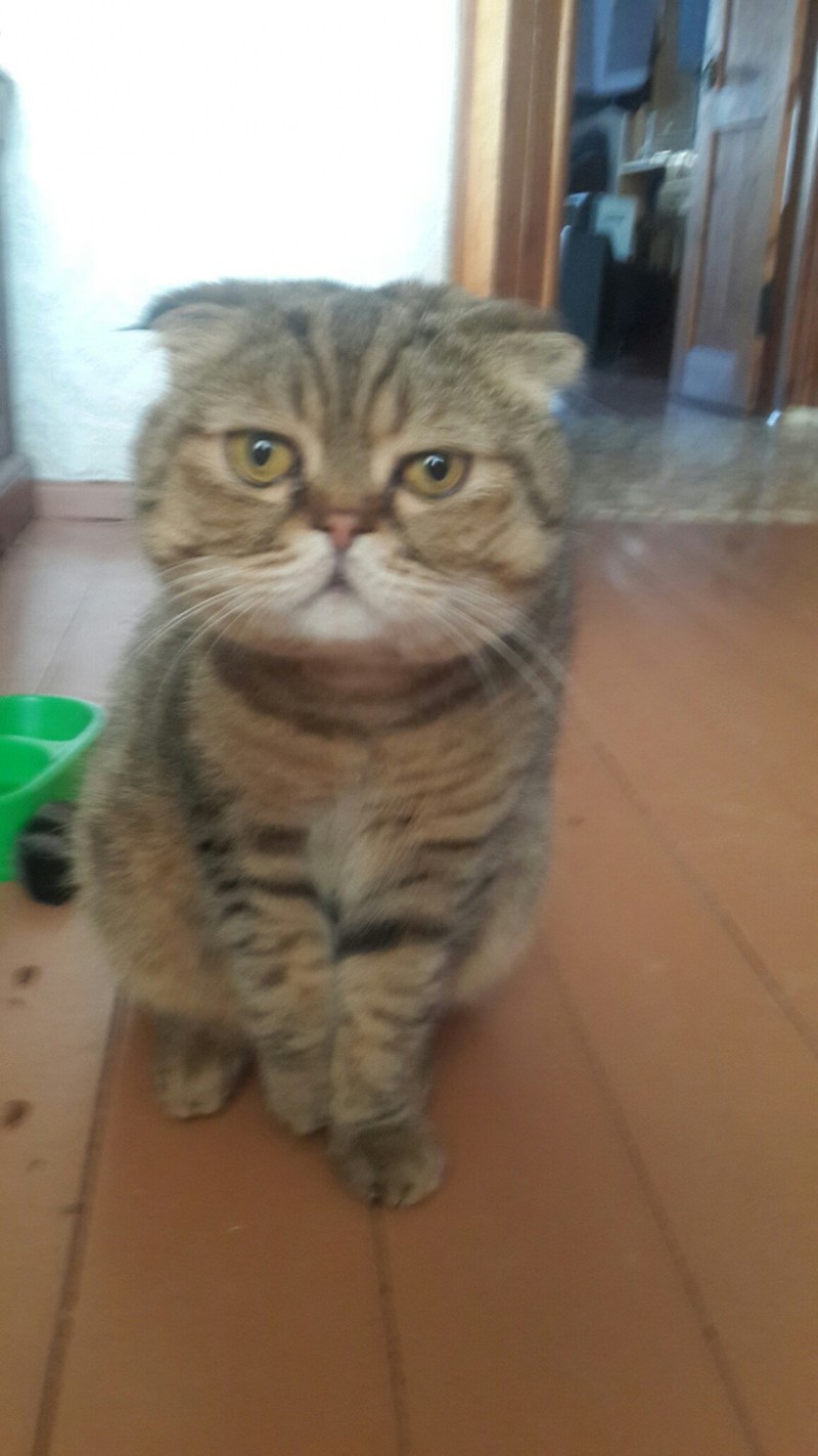 Голландская прямоухая кошка