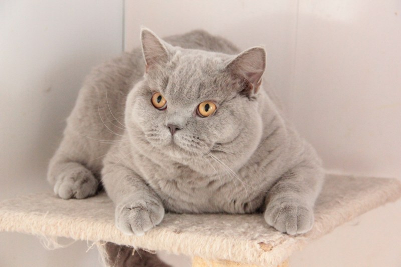 Шотландский скоттиш страйт серый котенок