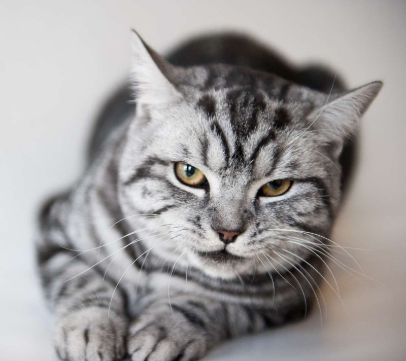 Шотландская скоттиш скоттиш страйт