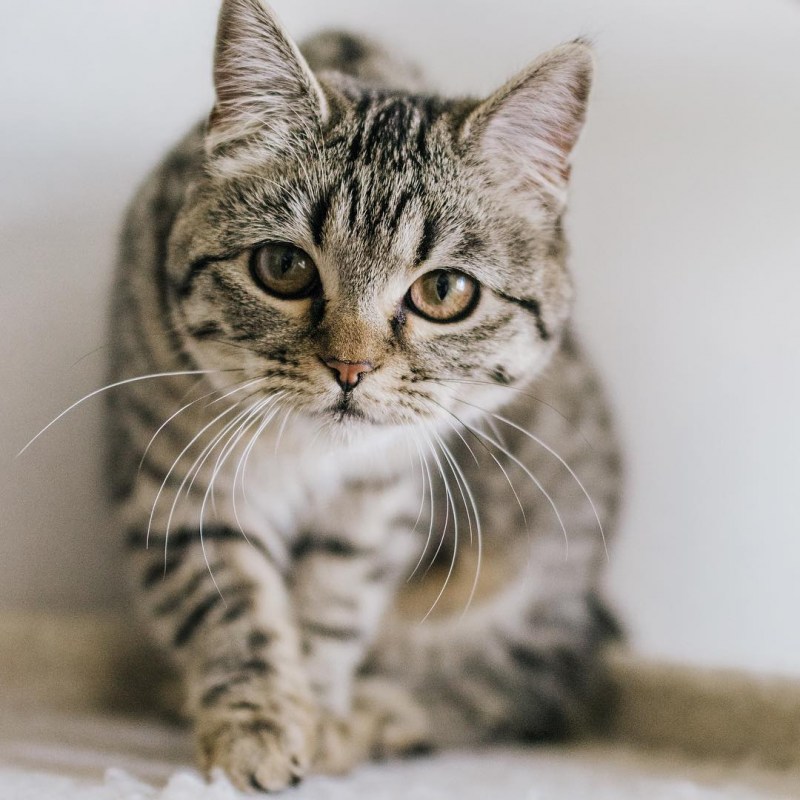 Скотч страйт кот