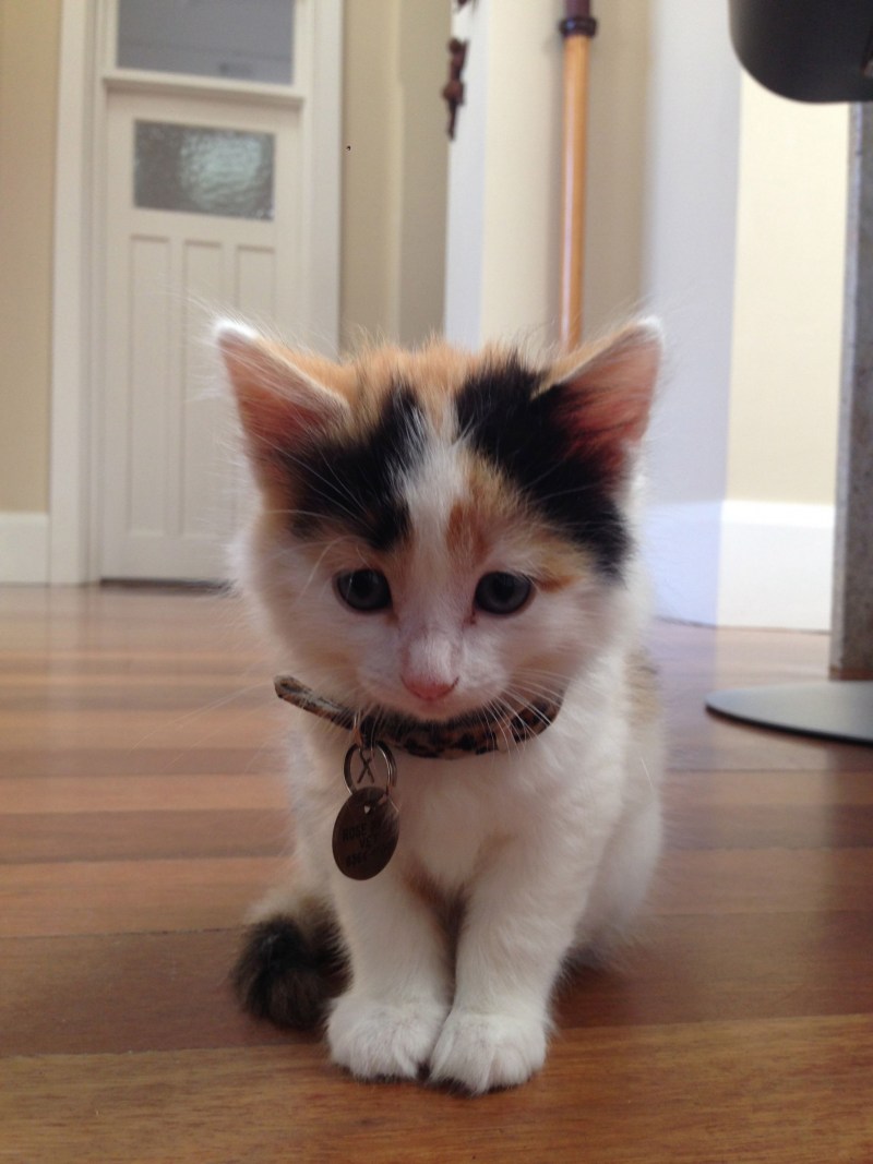 Шотландская кошка скоттиш страйт