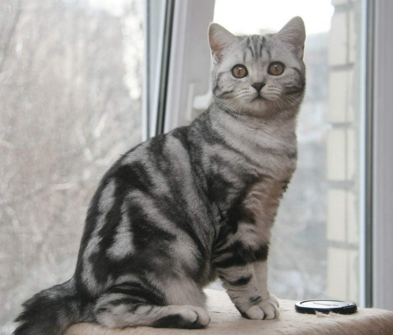 Шотландский кошка прямоухий