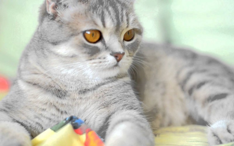 Скоттиш страйт кот мраморный