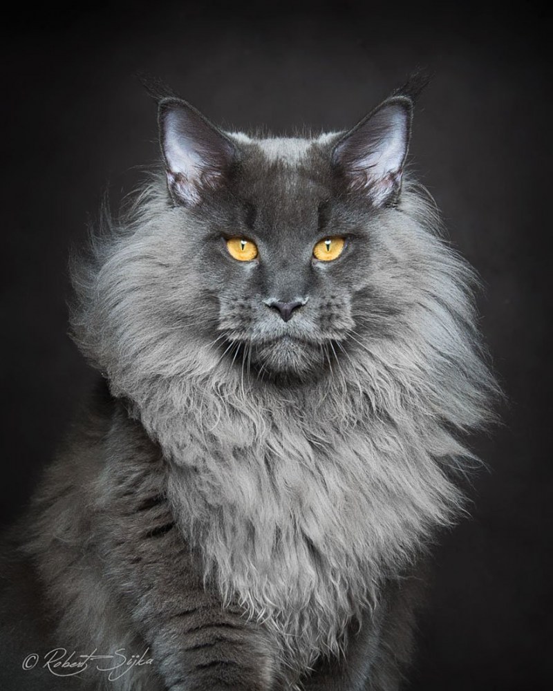 Кот Мейн кун