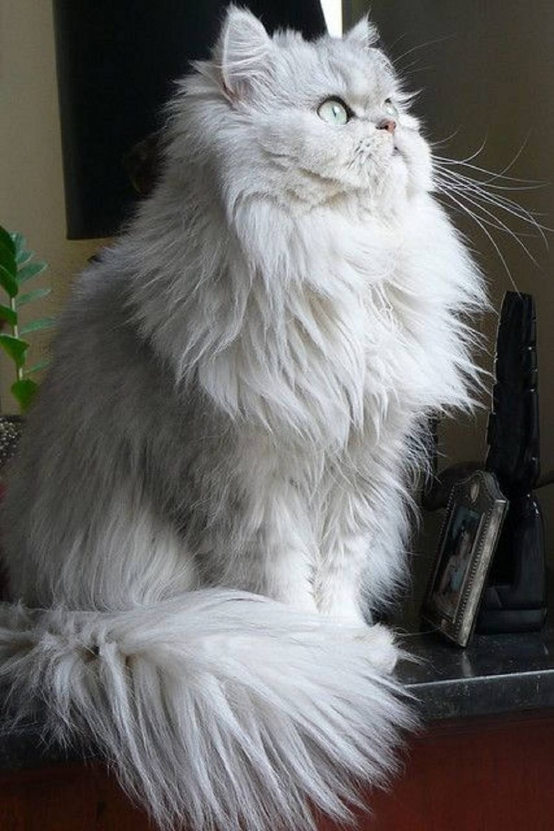 Котята метисы полуперсы
