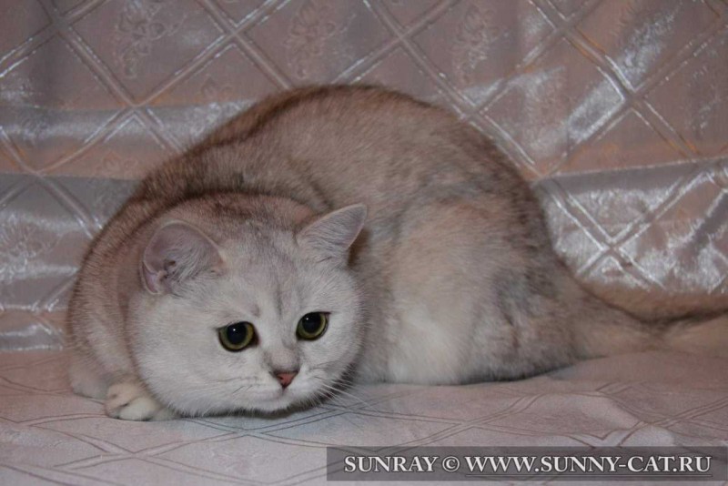 Сибирская шиншилла короткошерстная
