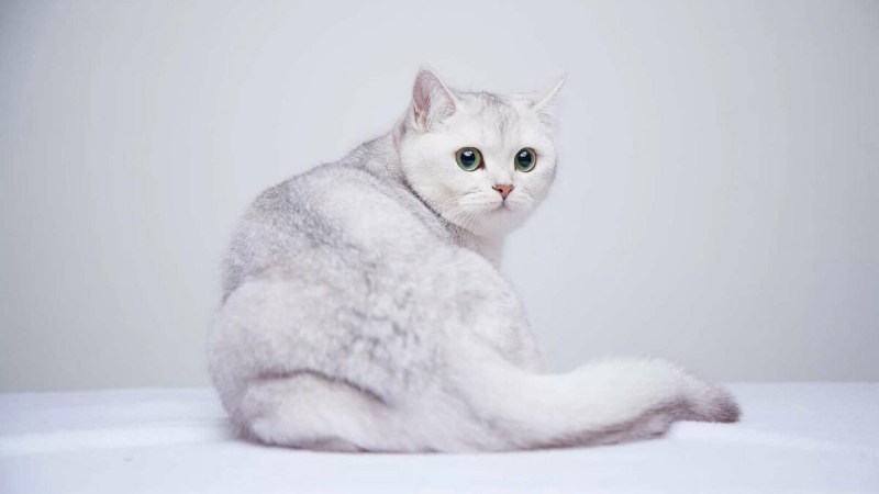 Британская короткошёрстная кошка шиншилла