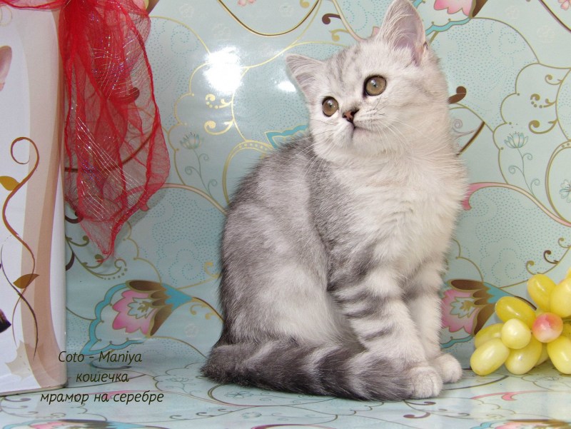 Британская мраморная шиншилла кошка