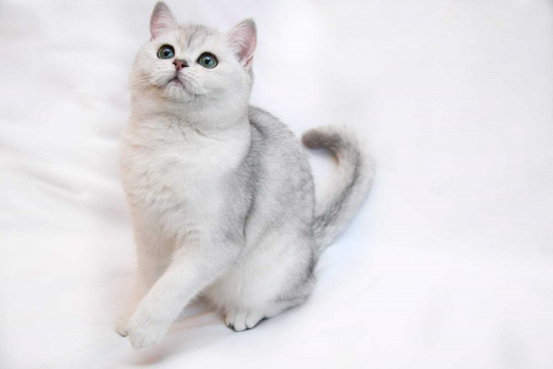 Бурмилла шиншилла