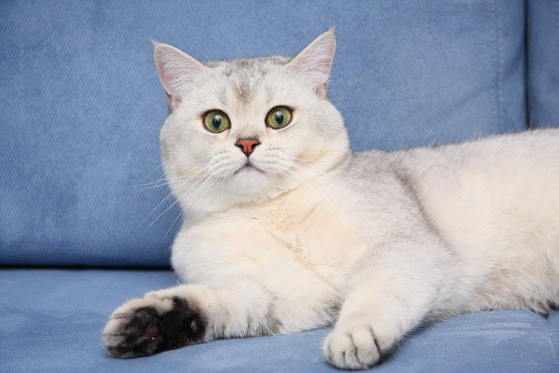 Британский кот шиншилла серебристая затушеванная