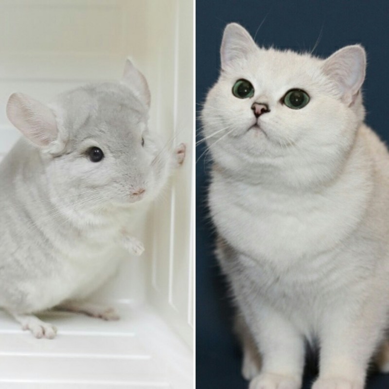 Турецкая шиншилла