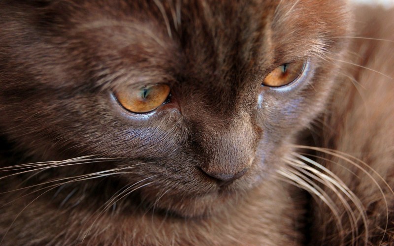 Коричневые коты
