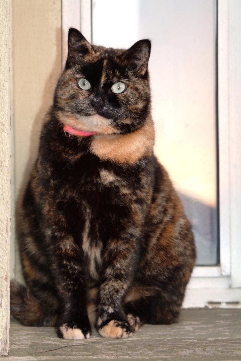 Черепаховая кошка