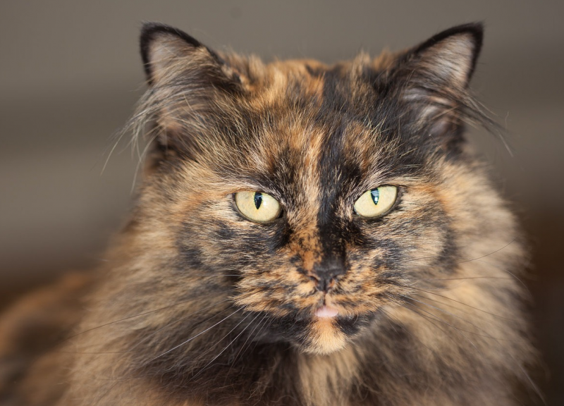 Tortoiseshell Cat порода