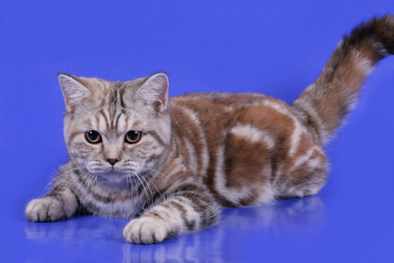 Сибирская кошка черепаховой окраски