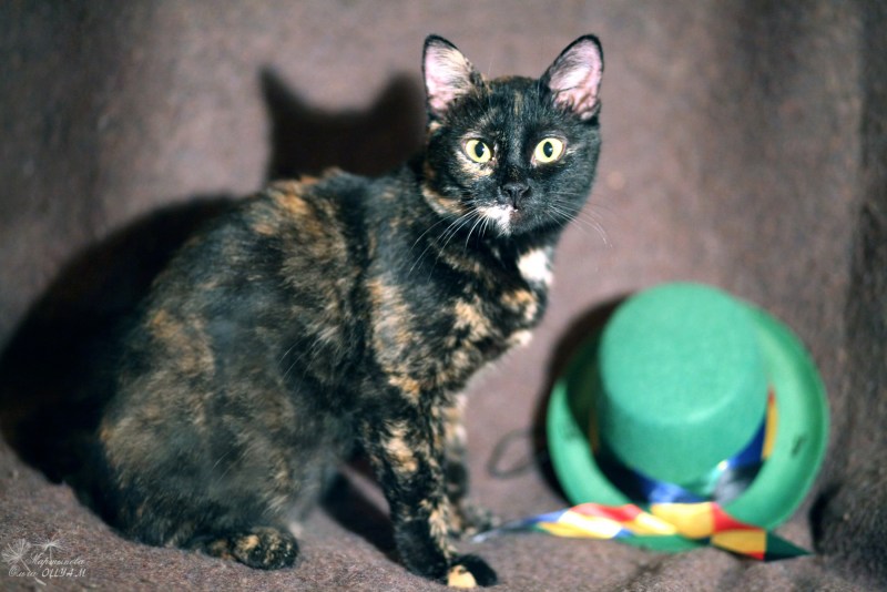 Tortoiseshell Cat порода