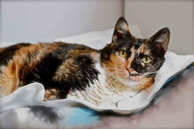Tortoiseshell Cat порода