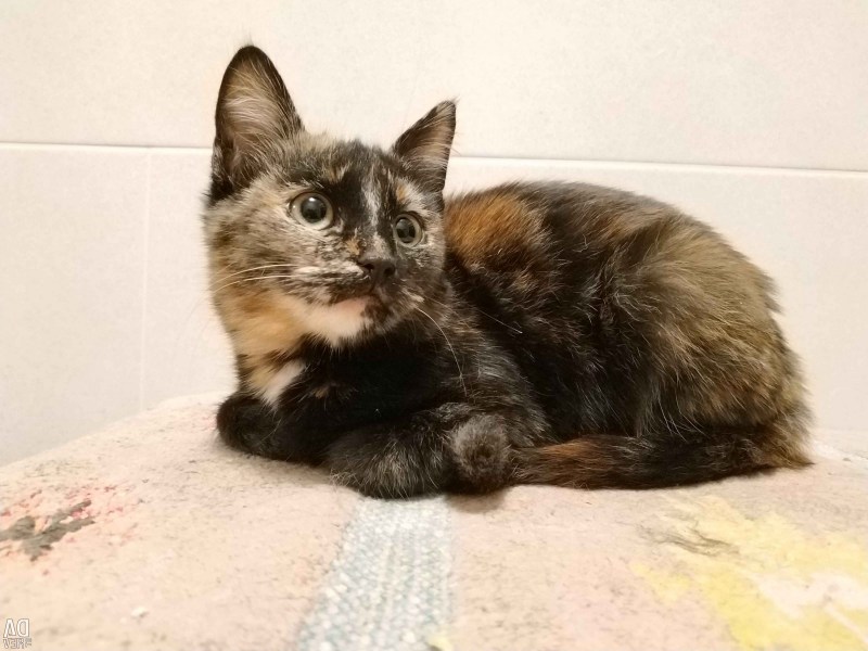 Tortoiseshell Cat порода