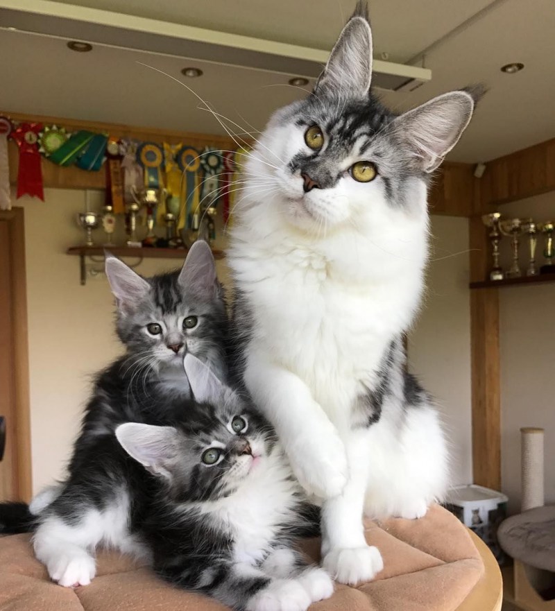 Британский кот и Мейн кун
