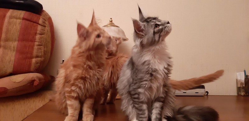 Котенок Мейн куна и обычной кошки