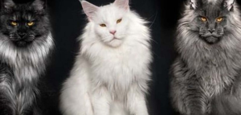 Кот и кошка Мейн кун