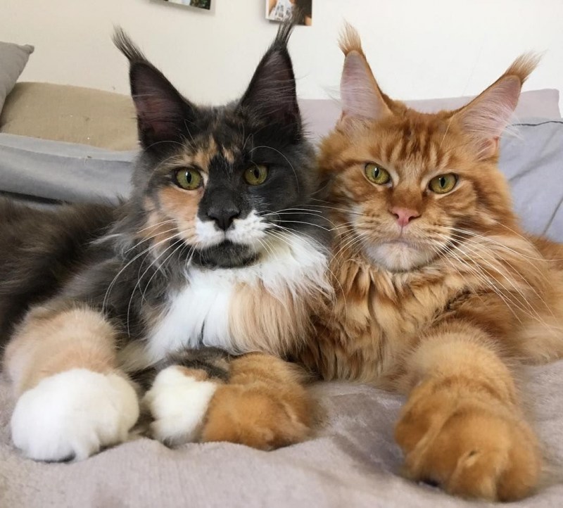 Котенок мейкун до и после