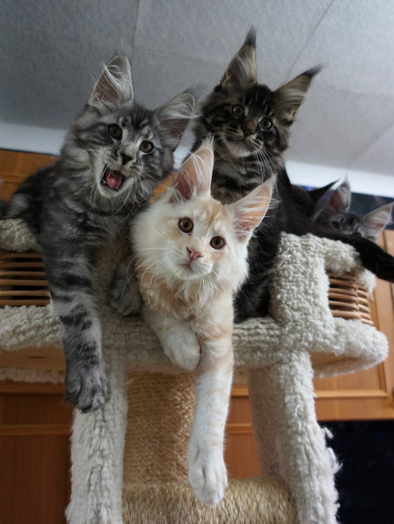 Кот и кошка Мейн кун