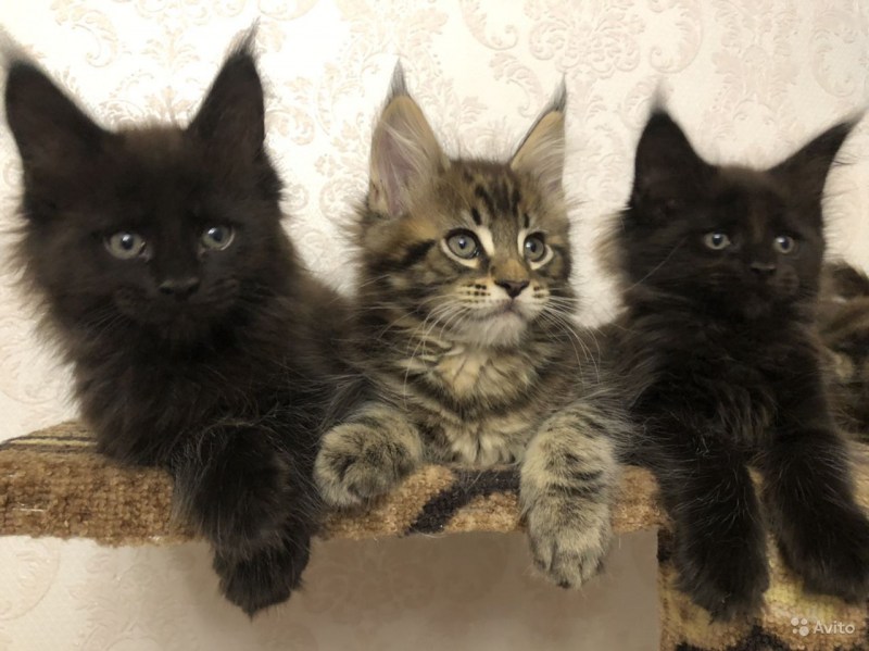 Курдюк у Мейн куна кота