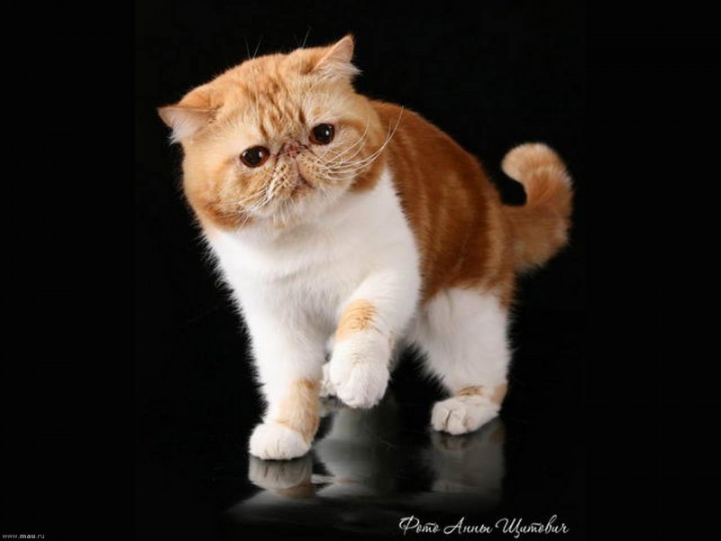Экзот кошка