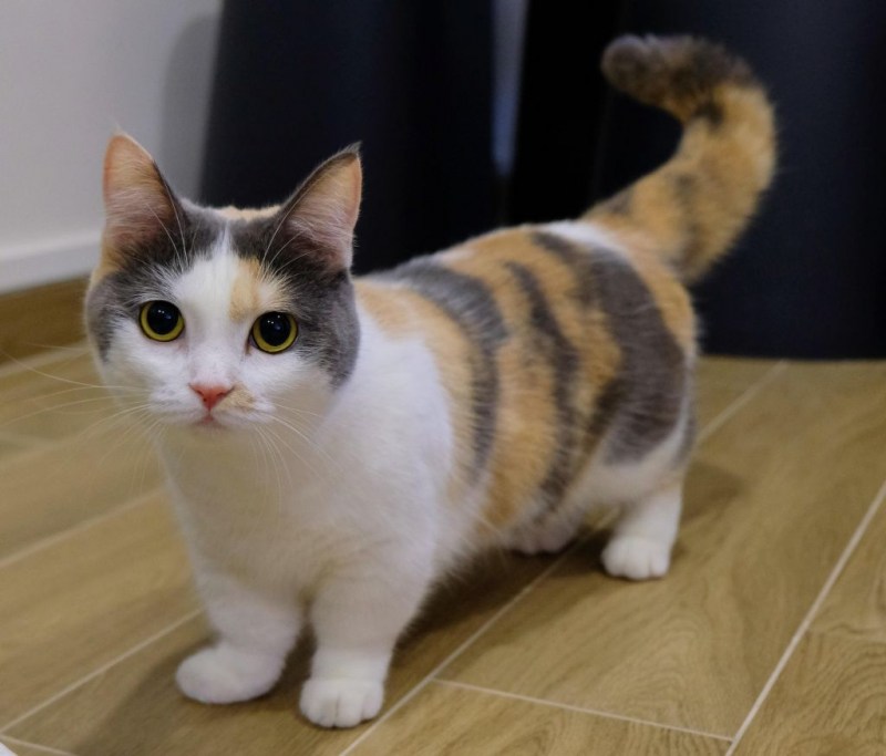 Коротколапые манчкины