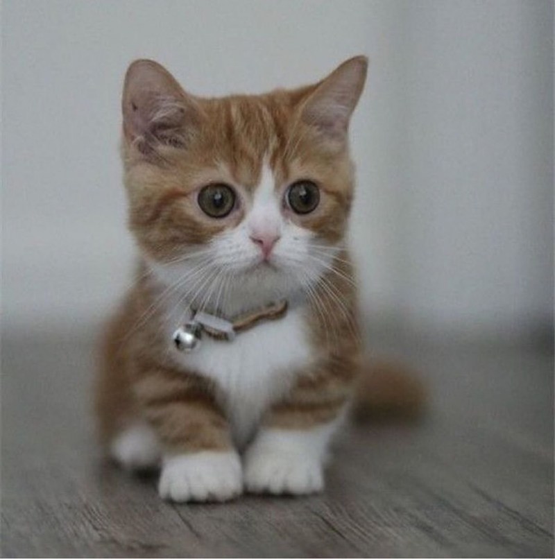 Манчкин кошка короткошерстная