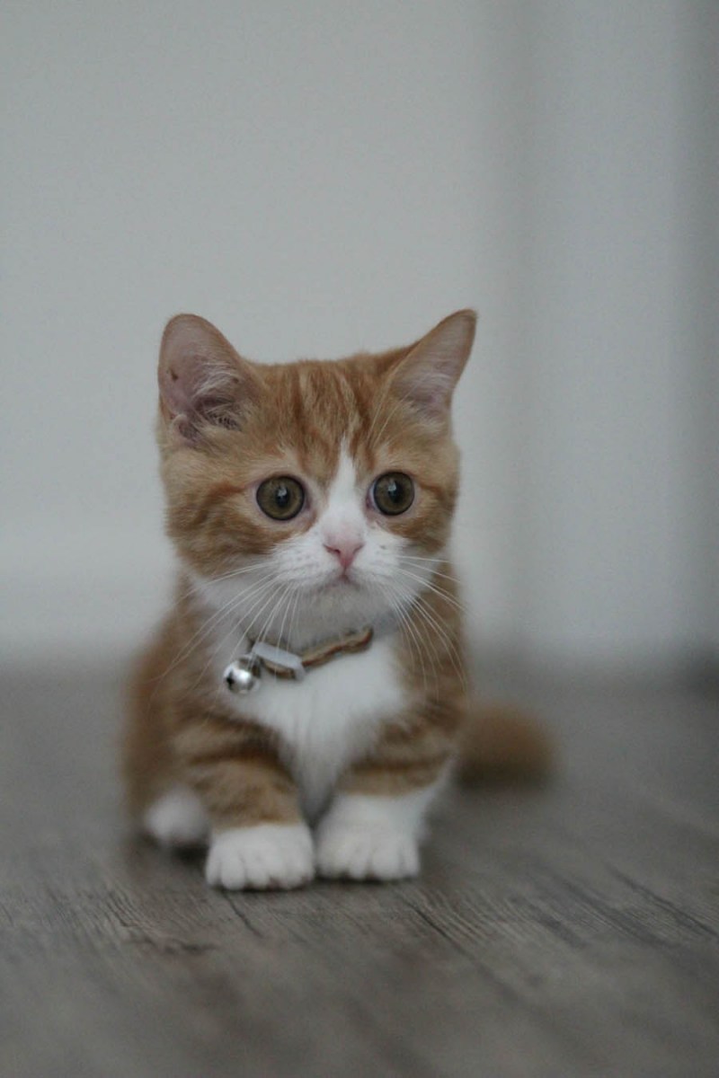 Коты Манчкин