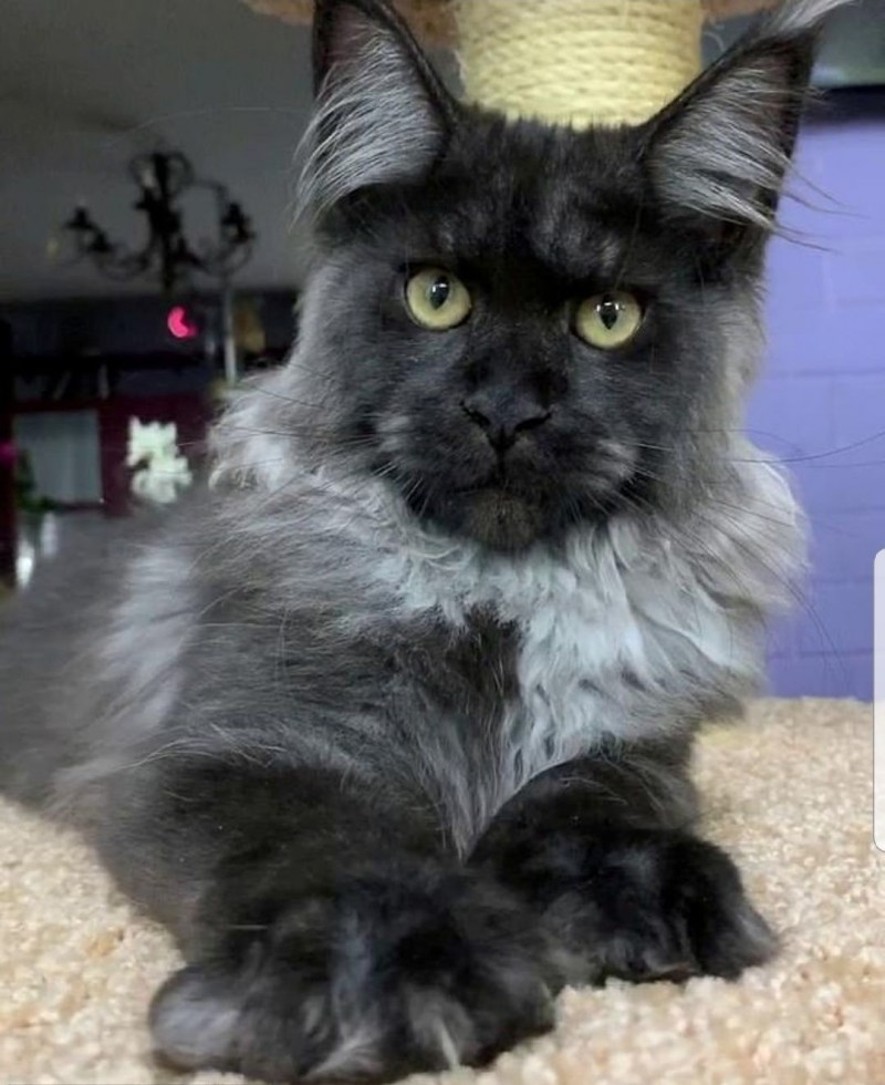 Кот с серьезным человеческим лицом