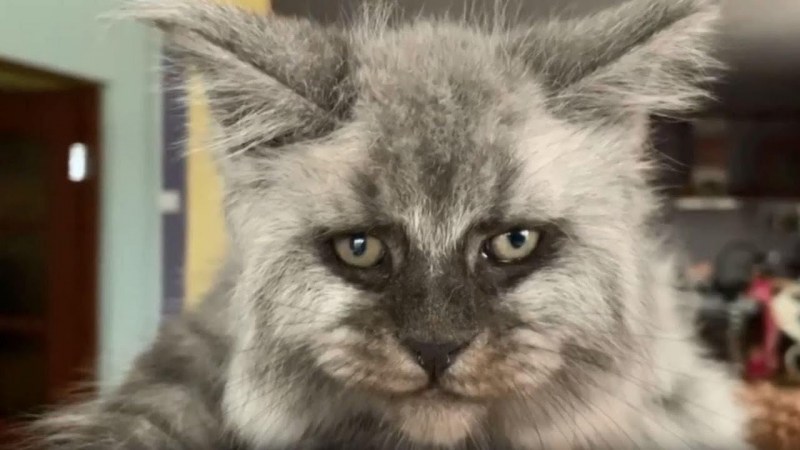 Кошка Мейн кун Валькирия
