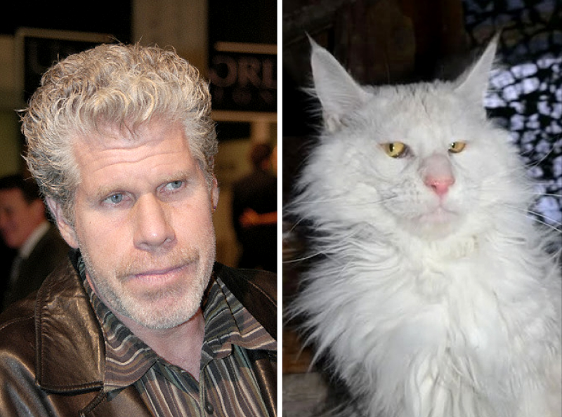 Котенок Мейн кун Валькирия