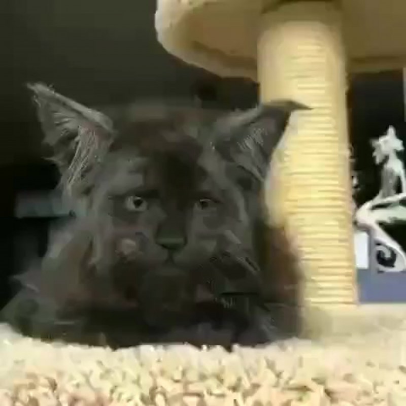Кот с человеческим лицом Череповец