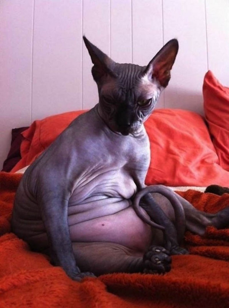 Беременная кошка сфинкс - 72 фото