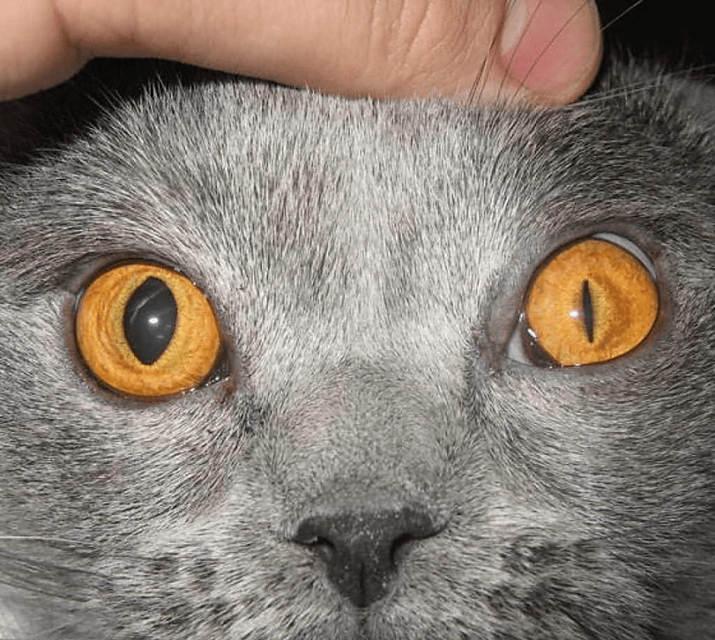 Анизокория у кошек