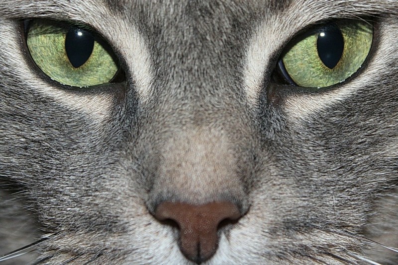 Кошачий глаз