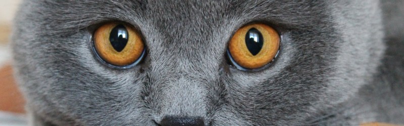 Вертикальные зрачки у кошек