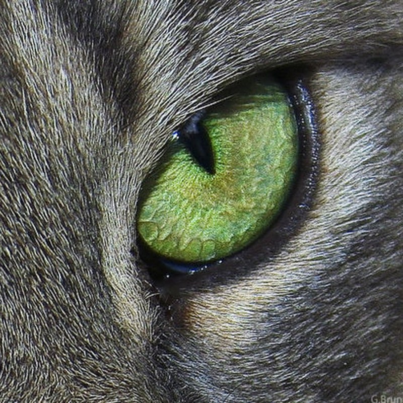 Кошачий зрачок