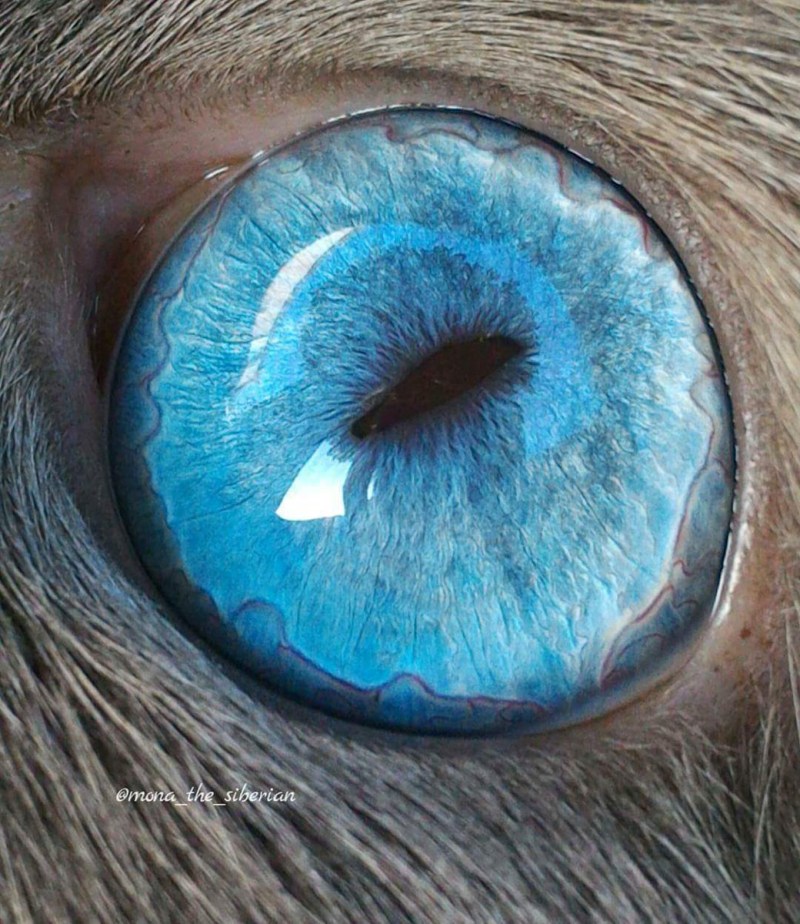 Кошачий зрачок
