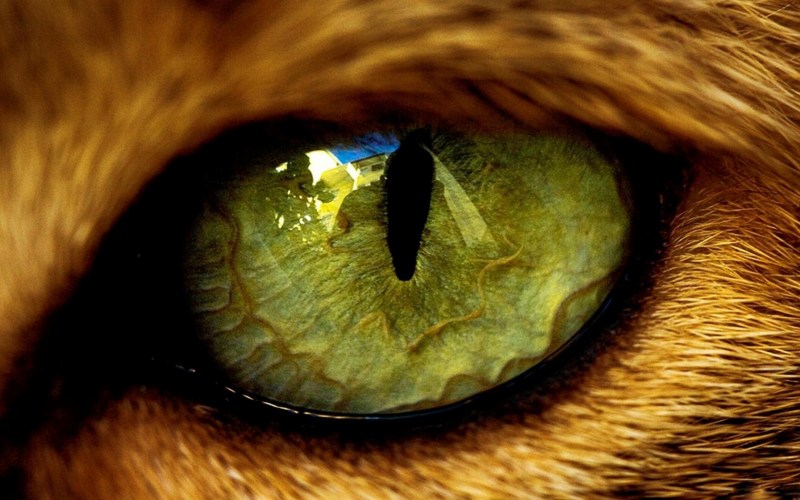 The World through the Eyes of an animal
