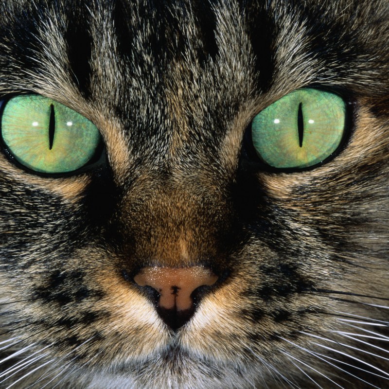 Кошачий глаз