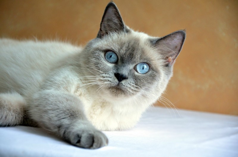 Шотландский прямоухий кот Блю Пойнт