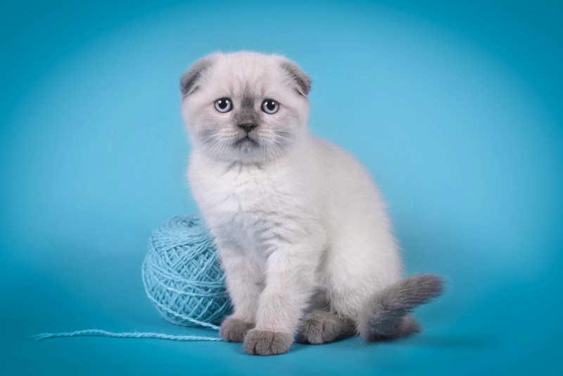 Шотландский кот прямоухий колор Пойнт