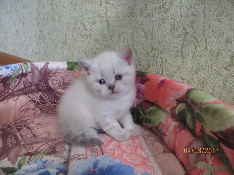 Колорные вислоухие котята