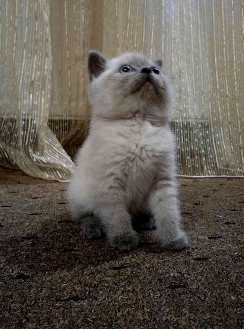 Скоттиш страйт Блю Пойнт